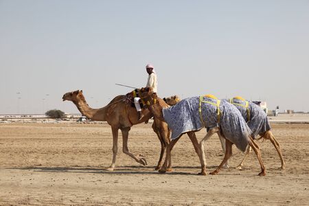 Camels going to the race track, Doha Qatar. Photo taken at 7th of January 2012のeditorial素材
