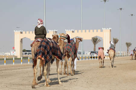 Racing camels on the way to race course in Doha, Qatar. Photo taken at 7th January 2012のeditorial素材