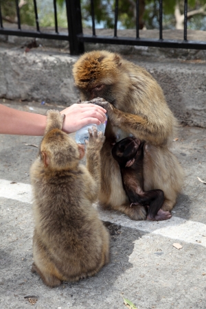 The tourist attraction of Gibraltar - semi-wild Barbary Maqacuesの写真素材