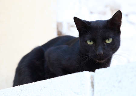 Black cat on a white wallの写真素材