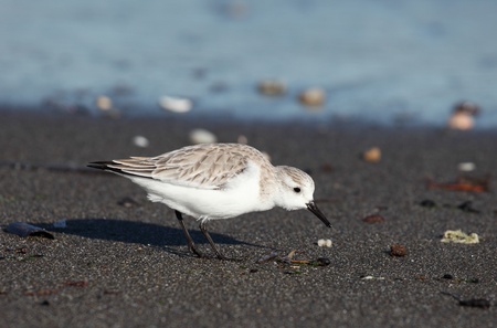 Sanderling (Calidris alba) on the Mediterranean beach. Costa del Sol, Andalusia, Spainの写真素材