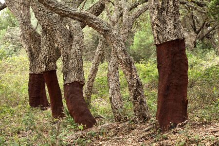 Cork trees in Andalusia, southern Spain