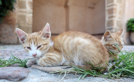 Lazy cats in the medina of Rabat, Moroccoの写真素材