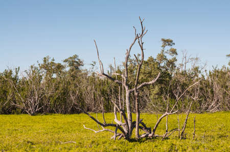 Dry tree in the swamp of Everglades National Park, Florida, USAの写真素材