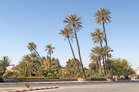 Palm trees in the city of Marrakesh, Moroccoの写真素材
