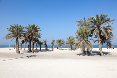 UMM AL QUWAIN, UAE - DEC 20: Beautiful beach with palm trees in Umm Al Quwain. December 20, 2014 in...