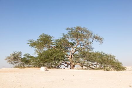 The natural landmark of Bahrain - the 400-year-old Tree of Life. Kingdom of Bahrain, Middle Eastの写真素材