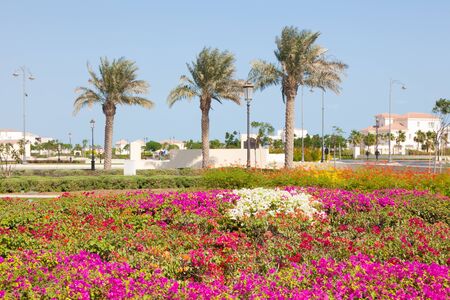 Colorful flowers and date palm trees at The Pearl in Doha, Qatar, Middle Eastのeditorial素材