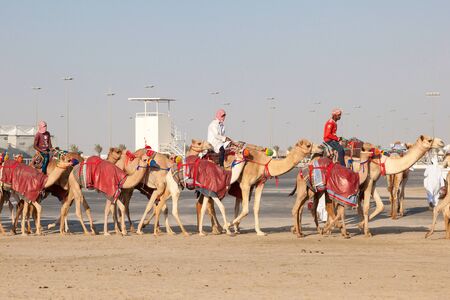 DOHA, QATAR - NOV 21: Expatriate workers bringing racing camels to the Al Shahaniya Racetrack. November 21, 2015 in Doha, Qatar, Middle Eastのeditorial素材