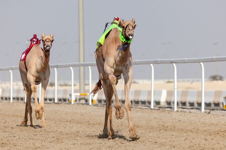 Racing camels at the Al Shahaniya Racetrack. Doha, Qatar, Middle Eastの写真素材