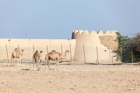 Camel farm in the desert of Qatar, Middle Eastのeditorial素材