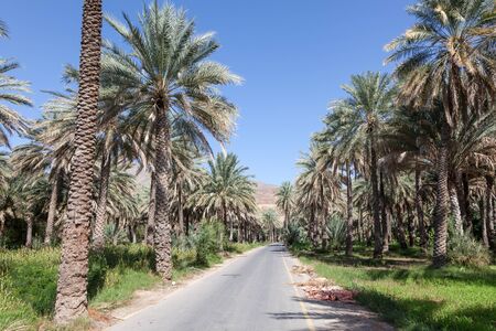 Date palm trees in an oasis near Nizwa. Sultanate of Oman, Middle Eastの写真素材