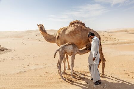 LIWA, UAE - DEC 4, 2016: Camel with her calf and a farm worker in Liwa Oasis. Emirate of Abu Dhabi, United Arab Emiratesのeditorial素材