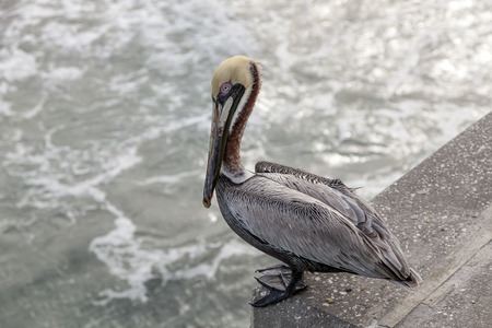 Brown pelican sitting on the fishing pier in Hollywood Beach, Florida, United States