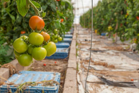 Tomato plants growing inside of an industrial greenhouseの写真素材