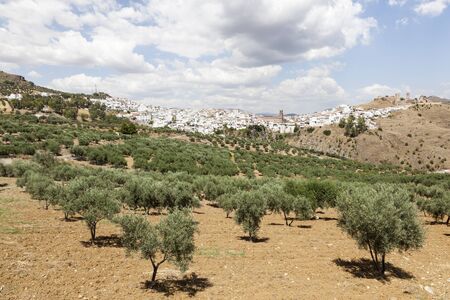 Olive trees plantation at the andalusian village Alora. Province of Malaga, Spainの写真素材