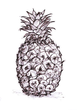 Black and white sketch of a pineapple on a white background.の写真素材