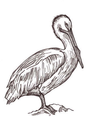 Black and white illustration of a pelican on a white background.の写真素材