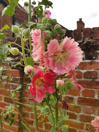 Hollyhock flowers with a brick wall background, England.の写真素材