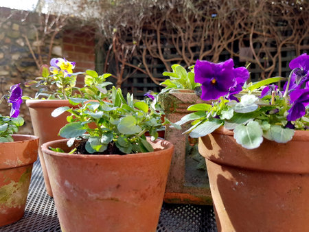 Pansy flowers in terracotta pots on a terrace in spring.の写真素材