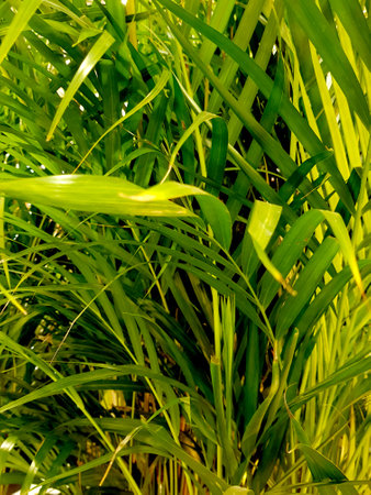 Green leaves of a palm tree in the garden. Natural background.