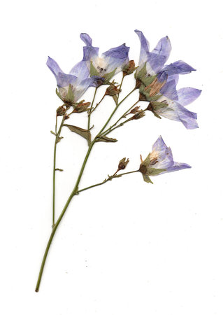 Dried and pressed blue summer flowers on a white background.の写真素材