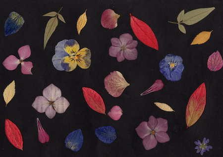 Pressed summer leaves and flowers on a black background.の写真素材