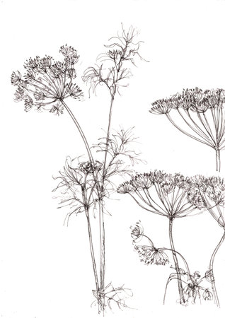 Drawing of fennel flowers on white background, pencil drawing.