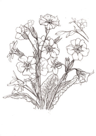 Black and white sketch of primrose flowers on a white background.の写真素材