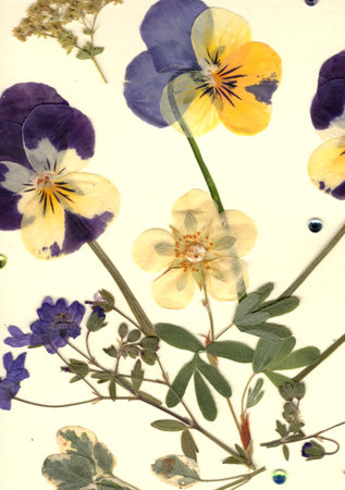 Vintage floral background with pansy flowers.の写真素材