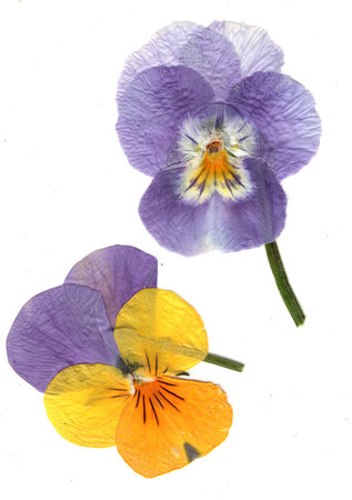 Purple and yellow pansy flowers isolated on white background.の写真素材
