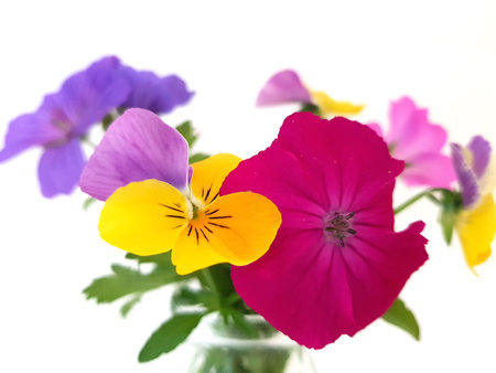 Colorful pansy and geranium flowers in a vase isolated on white backgroundの写真素材