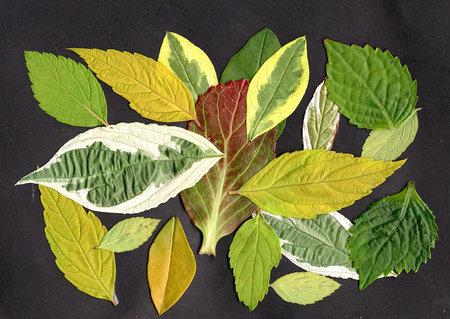 Colorful leaves isolated on black background. Green, yellow, red, orange, green leaves.