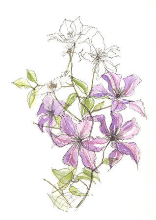 Clematis flowers in watercolor style. Hand drawn illustration.の写真素材