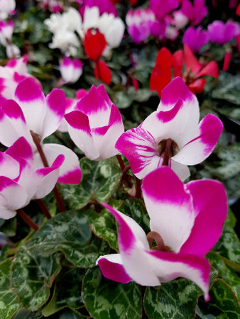 Pink and white cyclamen flowers in the garden.の写真素材