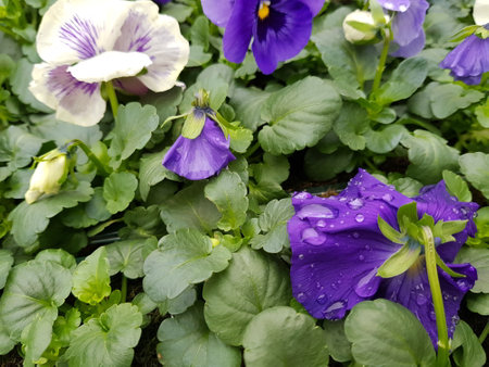 Beautiful pansy flowers in the garden with water drops on themの写真素材