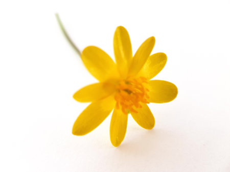 Small yellow flower on a white background. Shallow depth of field.の写真素材