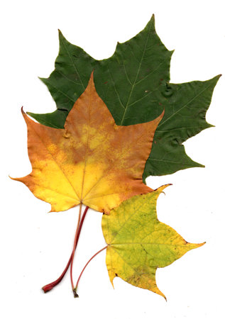 Autumn maple leaves on a white background. Isolated autumn leaves.