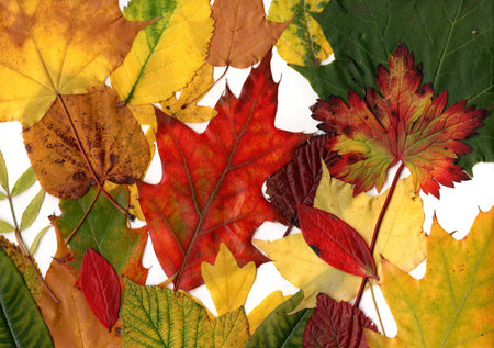 Autumn leaves isolated on white background.