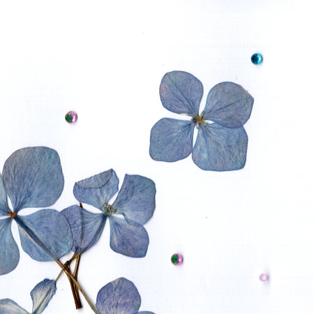 Blue hydrangea flowers on white background. Flat lay, top viewの写真素材