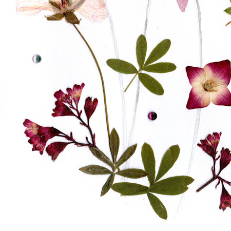 Flowers and leaves on a white background. Floral pattern.の写真素材