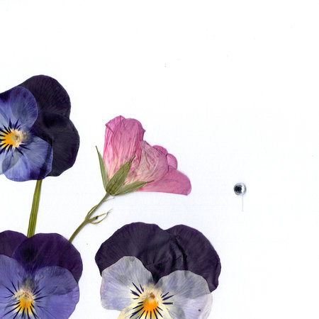 Pansy flowers on a white background with space for your textの写真素材