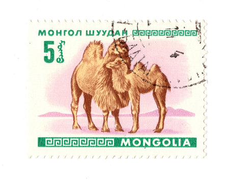 A stamp printed in Mongolia shows image of a camel.の写真素材