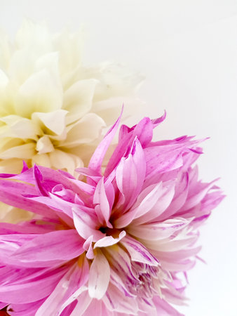 Beautiful dahlia flowers on white background, close-up.の写真素材