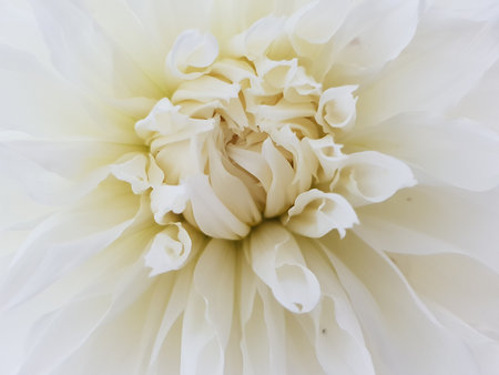 White dahlia flower macro close up. Natural floral background.の写真素材
