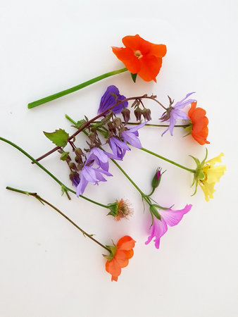Colorful wildflowers on a white background. Studio photography.