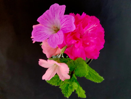 Pink geraniums in a glass vase on a black background