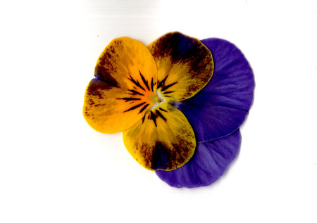 Pansy flower isolated on a white background. Close-up