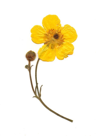 yellow flower isolated on white background. macro. close-up.の写真素材