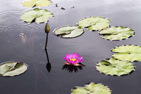 Lotusの写真素材